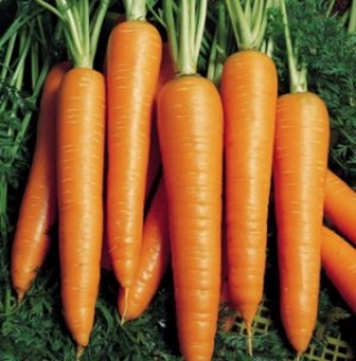 img-0: Морковь Вита Лонга - ООО «Семена Тут»