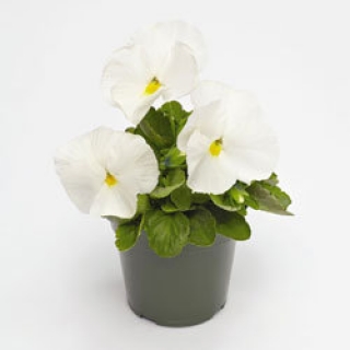 Виола крупноцветковая Инспайер Делюкс  Вайт [1000 шт] - ООО «Семена Тут»