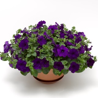 img-1: Петуния ампельная Фото Финиш Блю [1000 драже] - ООО «Семена Тут»