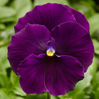 Виола крупноцветковая Дельта Про Клиа Виолет [100 шт] - ООО «Семена Тут»