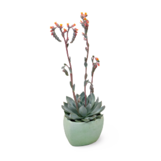 img-0: Эхеверия Урбан Еллоу [100 драже] - ООО «Семена Тут»