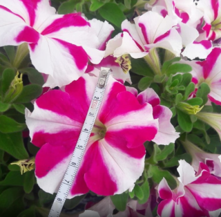 img-1: Петуния ампельная Скайбокс F1 Роуз стар [1000 драже] - ООО «Семена Тут»