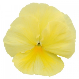 Виола крупноцветковая Пауэр Примроуз - ООО «Семена Тут»