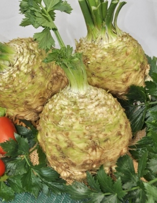 img-1: Сельдерей Пражский гигант корневой - ООО «Семена Тут»