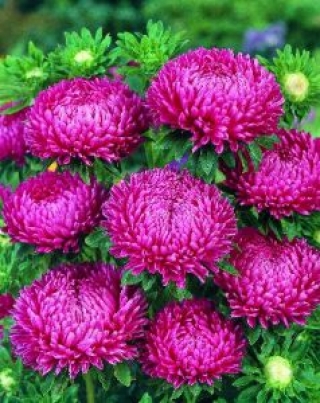 img-1: Астра Бонита  Роуз [2500 шт] - ООО «Семена Тут»