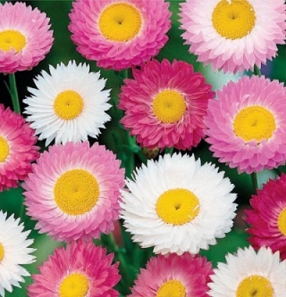 img-0: Акроклинум Смесь окрасок - ООО «Семена Тут»