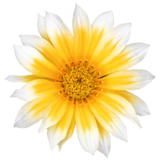 img-1: Газания Зени F1 Санни Сайд Ап [100 шт] - ООО «Семена Тут»