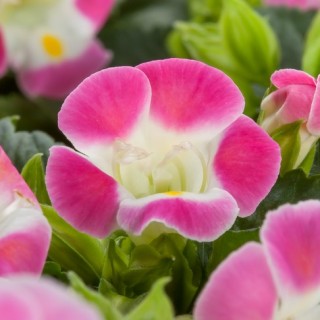 Торения Хай Лайт Роуз Пикоти [100 драже] - ООО «Семена Тут»