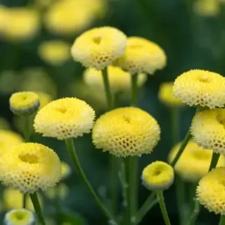 img-0: Пиретрум Амазон [100 драже] - ООО «Семена Тут»