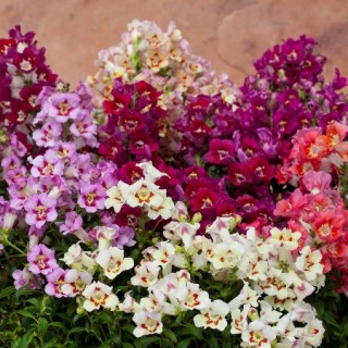 Львиный зев Антиквити Формула Микс [1000 шт] - ООО «Семена Тут»