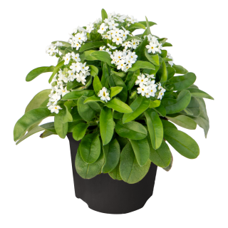 img-1: Незабудка Беллами Вайт [1000 шт] - ООО «Семена Тут»