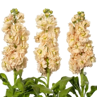 img-0: Маттиола Джордин Эприкот [100 шт] - ООО «Семена Тут»