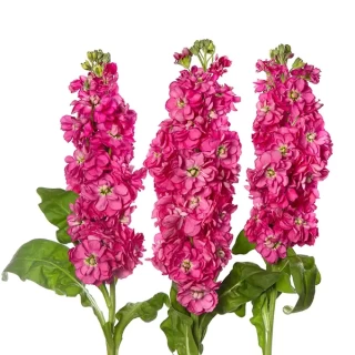 img-0: Маттиола Джордин Дип Роуз [100 шт] - ООО «Семена Тут»