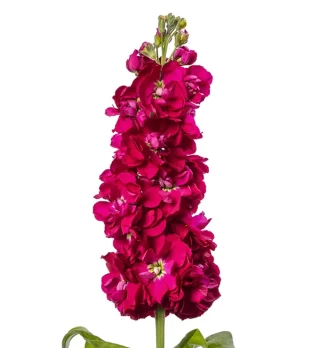 img-1: Маттиола Джордин Ред [100 шт] - ООО «Семена Тут»