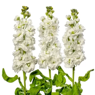 img-0: Маттиола Джордин Вайт [100 шт] - ООО «Семена Тут»