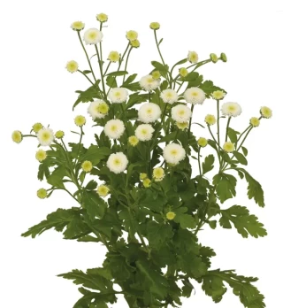 img-1: Пиретрум Лима [100 драже] - ООО «Семена Тут»