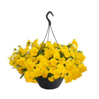 img-1: Виола ампельная Хайфлайер F1 Еллоу [1000 шт] - ООО «Семена Тут»