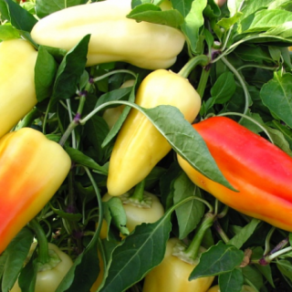 img-0: Перец Флексум F1 - ООО «Семена Тут»