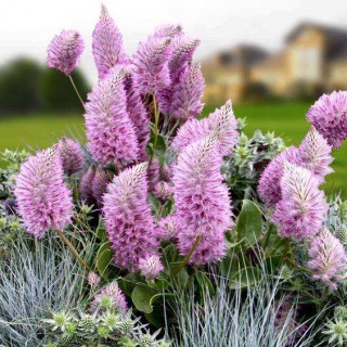 img-0: Птилотус возвышенный Джой [50 шт] - ООО «Семена Тут»