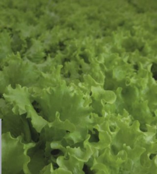 img-0: Салат Абордаж - ООО «Семена Тут»