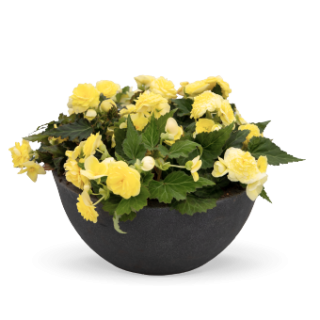 img-2: Бегония клубневая Нонстоп Лемон [500 драже] - ООО «Семена Тут»