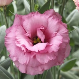 img-0: Эустома Арена 3 Роуз [100 драже] - ООО «Семена Тут»