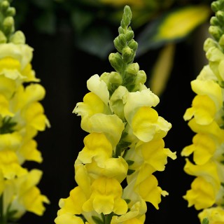 Львиный зев Соннет Еллоу [1000 шт] - ООО «Семена Тут»