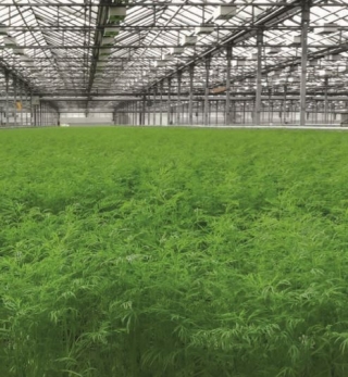 img-1: Укроп Амазон (калибр менее 2,2 мм)* - ООО «Семена Тут»