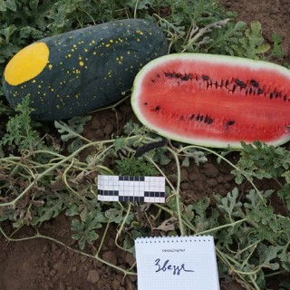 img-0: Арбуз Звезда - ООО «Семена Тут»