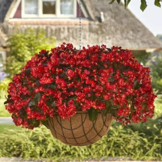 img-0: Бегония гибридная Хула Ред [100 драже] - ООО «Семена Тут»