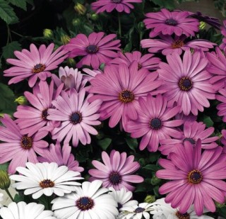 Остеоспермум Асти Лавандер [1000 шт] - ООО «Семена Тут»