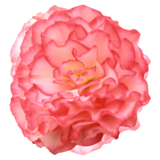 img-0: Бегония клубневая Нонстоп Роуз Пикоти [1000 драже] - ООО «Семена Тут»