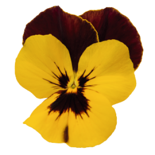 img-0: Виола ампельная Хайфлайер F1 Еллоу Ред Винг [500 шт] - ООО «Семена Тут»