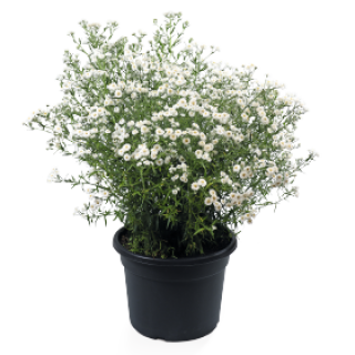 img-2: Тысячелистник птармика Маршмэллоу [250 драже] - ООО «Семена Тут»