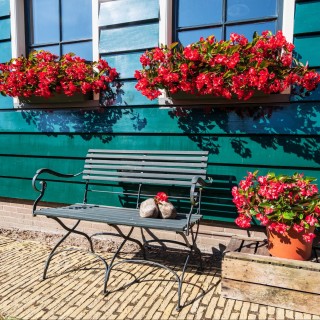 img-1: Бегония гибридная Викинг Эксплорер F1 Роуз он Грин [1000 драже] - ООО «Семена Тут»