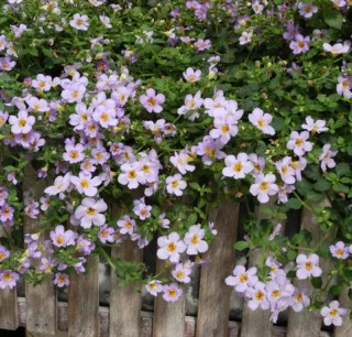 img-1: Бакопа Блютопия [1000 м/драже] - ООО «Семена Тут»