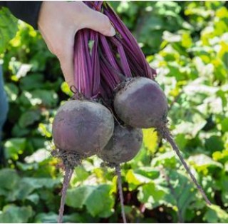 Свекла Бохан F1 - ООО «Семена Тут»