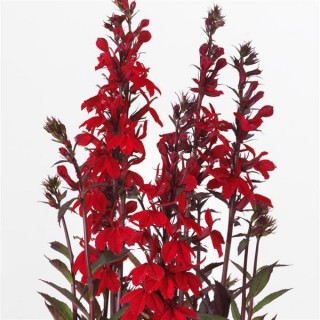 img-0: Лобелия прекрасная Старшип Скарлет Бронз Лиф [500 драже] - ООО «Семена Тут»