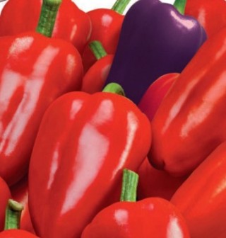 img-0: Перец Бухарест - ООО «Семена Тут»