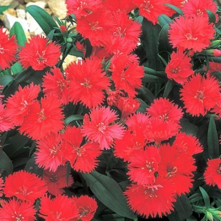 Гвоздика гибридная Телстар Корал [500 штук] - ООО «Семена Тут»