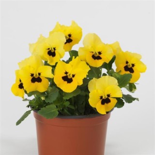 img-1: Виола рогатая Квиктайм Еллоу Блотч [1000 шт] - ООО «Семена Тут»