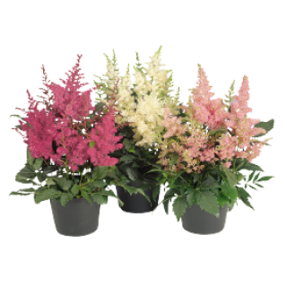 Астильба Арендса Астери микс [1200 драже] - ООО «Семена Тут»