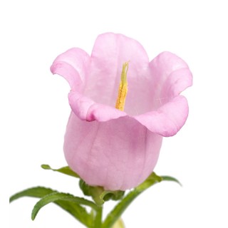 Колокольчик средний Чемпион Пинк [100 драже] - ООО «Семена Тут»