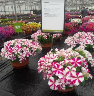 img-2: Петуния ампельная Скайбокс F1 Роуз стар [1000 драже] - ООО «Семена Тут»