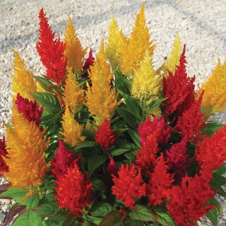 img-1: Целозия перистая Сэнчири Пинк [1000 шт] - ООО «Семена Тут»