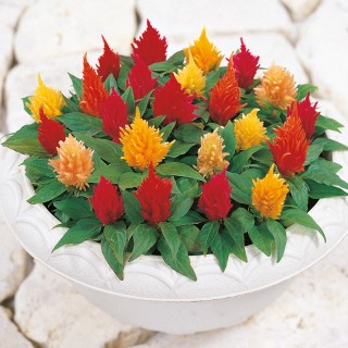 Целозия перистая Юката Микс [1000 шт] - ООО «Семена Тут»