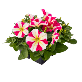 img-2: Петуния мультифлора БУМ Эйч ди Роуз Стар [1000 драже] - ООО «Семена Тут»