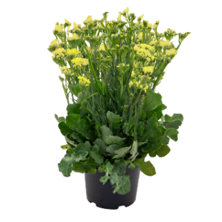 img-1: Статица Хипстер Еллоу [250 шт] - ООО «Семена Тут»