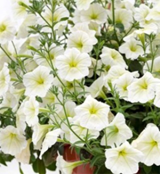 img-0: Петуния ампельная Опера Лемон [1050 драже] - ООО «Семена Тут»