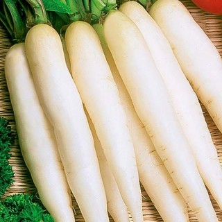 Дайкон Мино Самэ Крос F1 - ООО «Семена Тут»